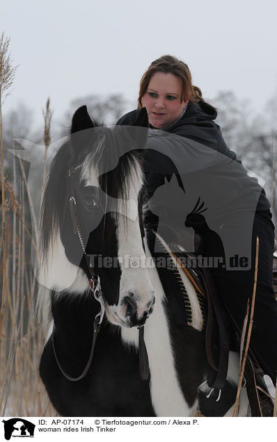 Frau reitet Irish Tinker / woman rides Irish Tinker / AP-07174
