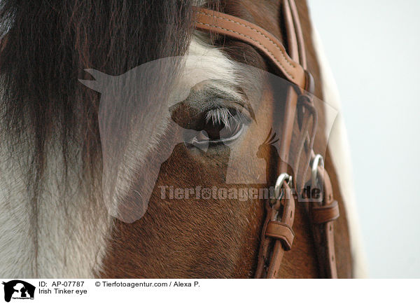 Irish Tinker Auge / Irish Tinker eye / AP-07787
