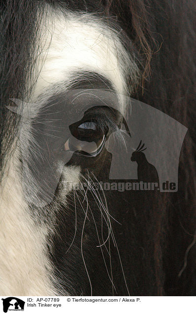 Irish Tinker Auge / Irish Tinker eye / AP-07789