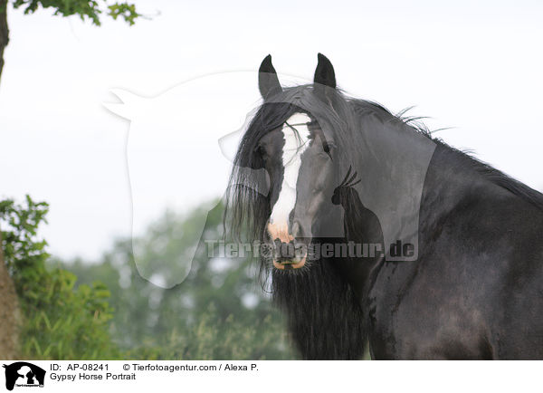 Irish Tinker Portrait / Gypsy Horse Portrait / AP-08241