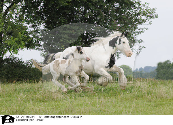 galoppierende Irish Tinker / galloping Irish Tinker / AP-08254