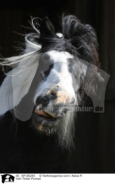 Irish Tinker Portrait / Irish Tinker Portrait / AP-08289