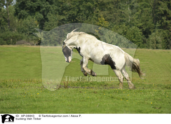 buckelnder Irish Tinker / bucking Irish Tinker / AP-08843