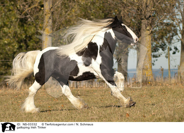 galoppierender Irish Tinker / galloping Irish Tinker / NS-03332