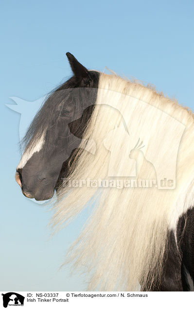 Irish Tinker Portrait / NS-03337