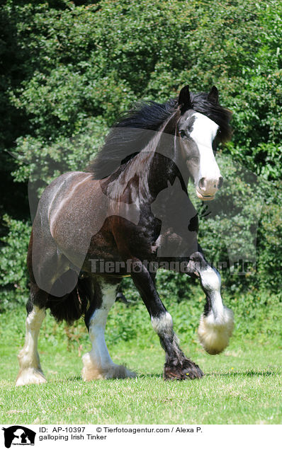 galoppierender Irish Tinker / galloping Irish Tinker / AP-10397