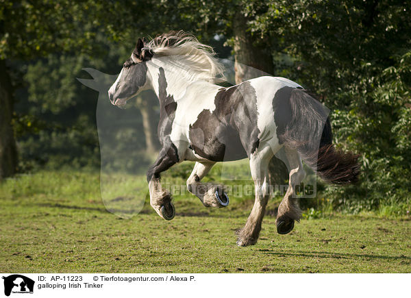 galloping Irish Tinker / AP-11223