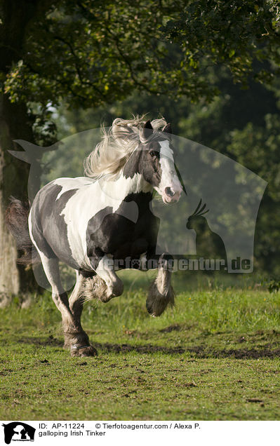 galoppierender Irish Tinker / galloping Irish Tinker / AP-11224