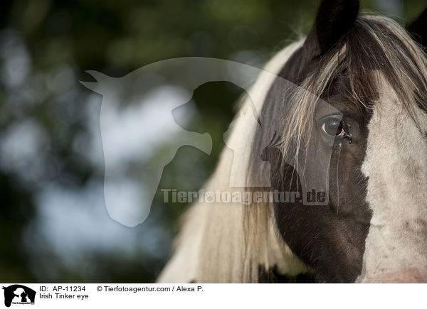Irish Tinker eye / AP-11234