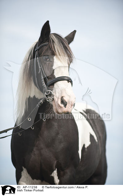 Irish Tinker Portrait / AP-11238