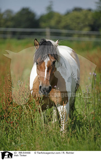 Irish Tinker / RR-54468