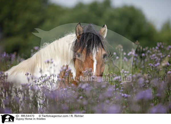 Gypsy Horse in thistles / RR-54470