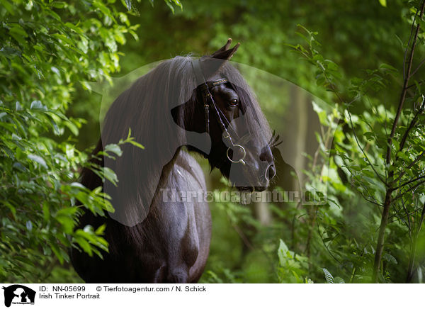 Irish Tinker Portrait / NN-05699