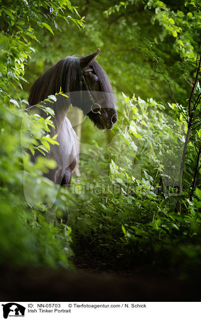 Irish Tinker Portrait / NN-05703