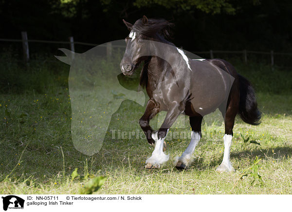 galloping Irish Tinker / NN-05711