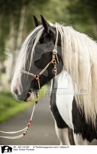 Irish Tinker Portrait / AP-12193
