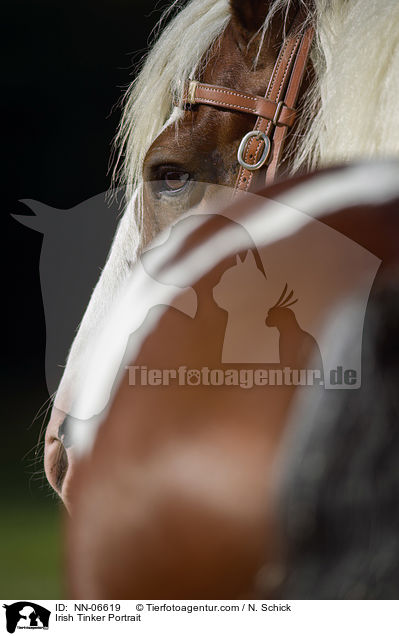 Irish Tinker Portrait / NN-06619