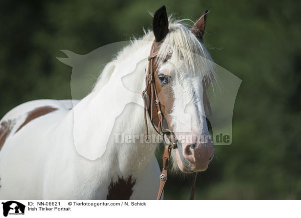 Irish Tinker Portrait / NN-06621