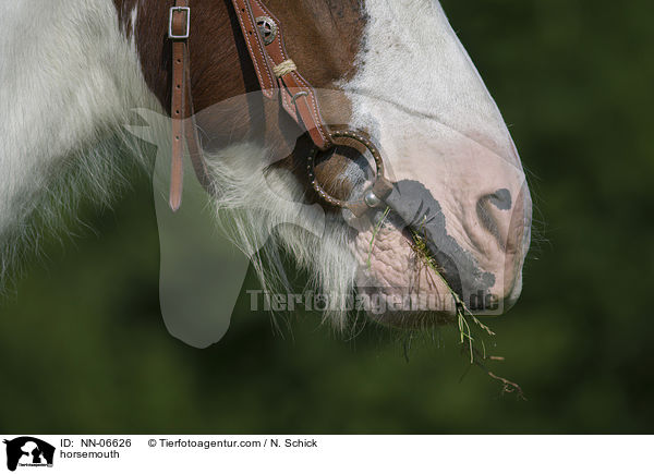 horsemouth / NN-06626