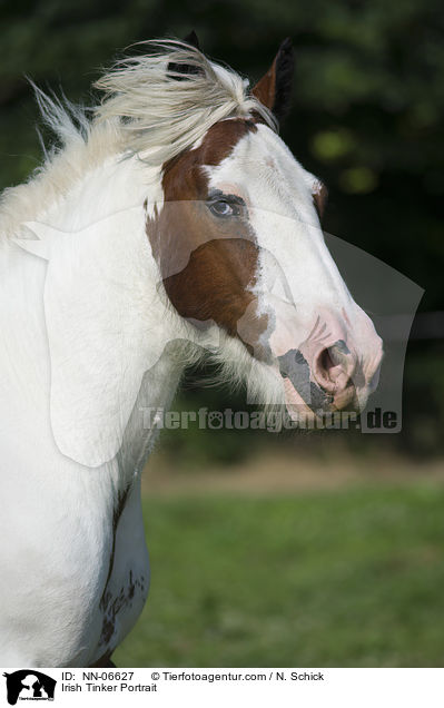 Irish Tinker Portrait / NN-06627