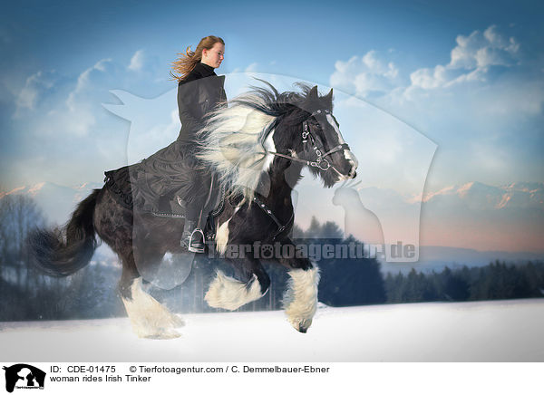 woman rides Irish Tinker / CDE-01475