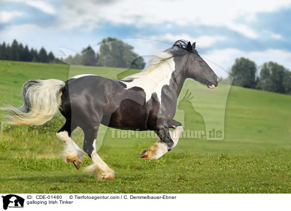 galloping Irish Tinker / CDE-01480