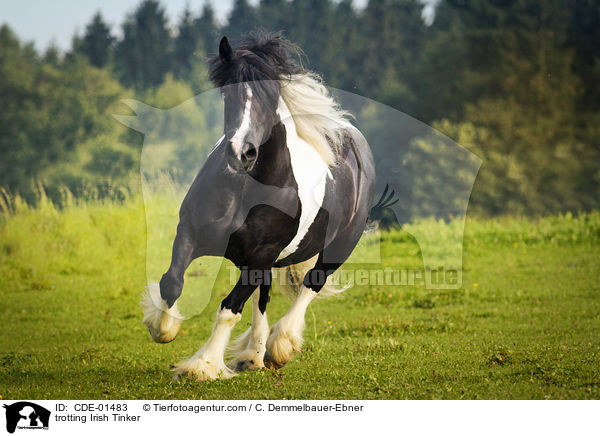 trotting Irish Tinker / CDE-01483