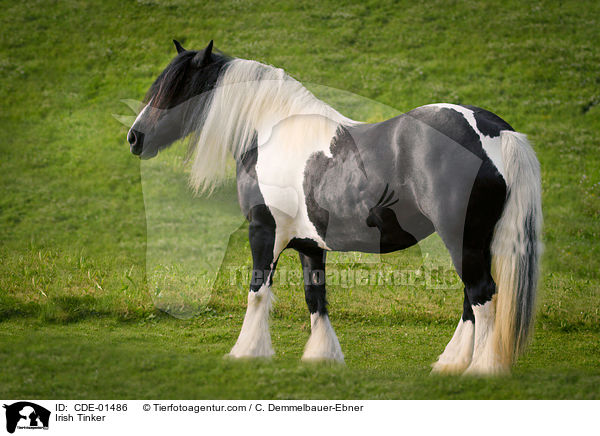Irish Tinker / CDE-01486