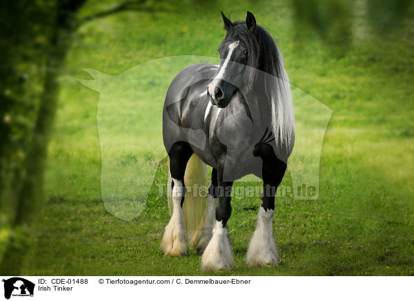 Irish Tinker / CDE-01488