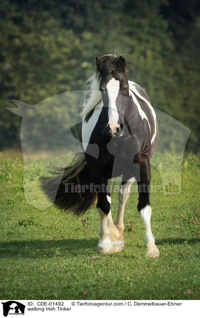 walking Irish Tinker / CDE-01492