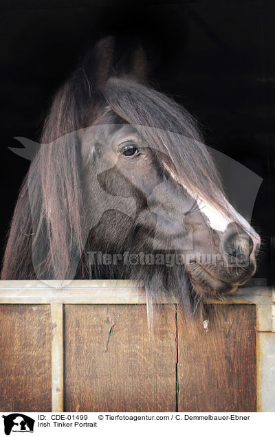 Irish Tinker Portrait / CDE-01499