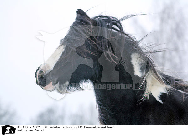 Irish Tinker Portrait / CDE-01502
