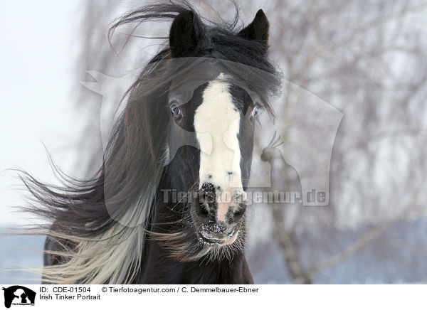 Irish Tinker Portrait / CDE-01504