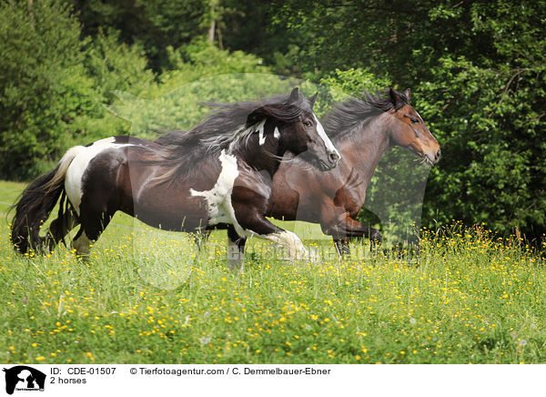 2 horses / CDE-01507