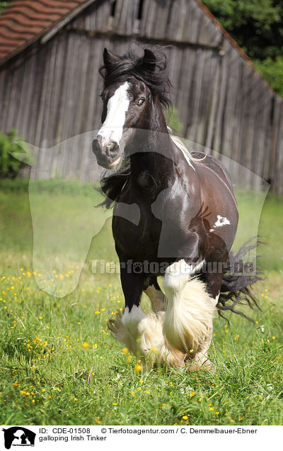 galloping Irish Tinker / CDE-01508