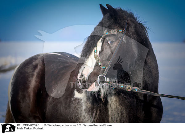 Irish Tinker Portrait / CDE-02340