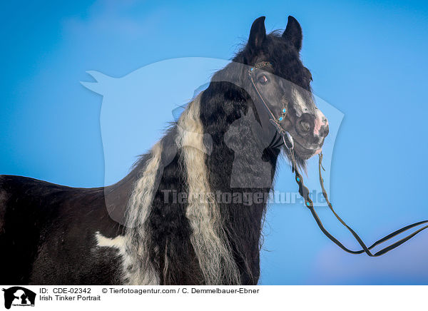 Irish Tinker Portrait / CDE-02342