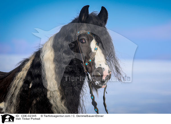 Irish Tinker Portrait / CDE-02345