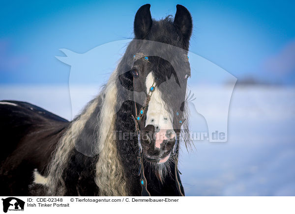 Irish Tinker Portrait / CDE-02348