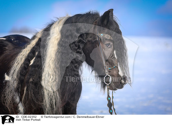 Irish Tinker Portrait / CDE-02352