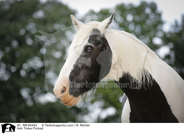 Irish Tinker Portrait / RR-85494