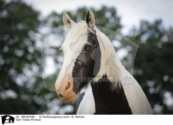 Irish Tinker Portrait / RR-85496