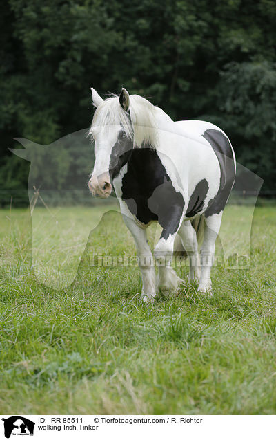 walking Irish Tinker / RR-85511