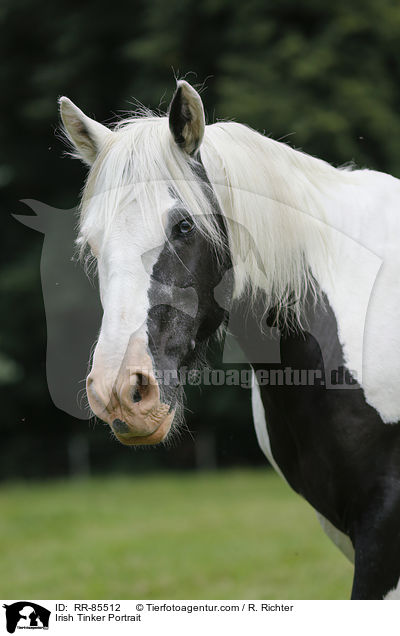 Irish Tinker Portrait / RR-85512