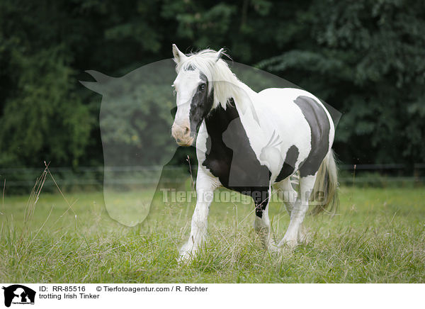 trotting Irish Tinker / RR-85516