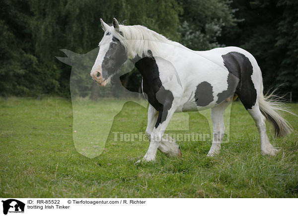 trotting Irish Tinker / RR-85522