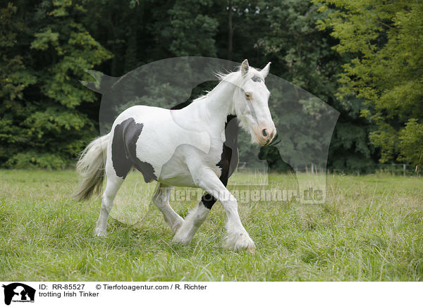 trotting Irish Tinker / RR-85527