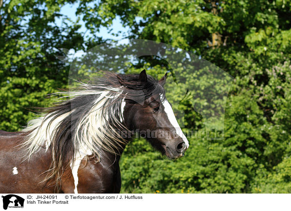 Irish Tinker Portrait / Irish Tinker Portrait / JH-24091