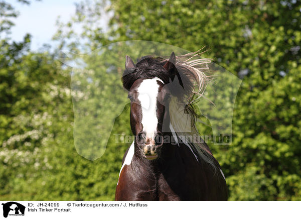 Irish Tinker Portrait / Irish Tinker Portrait / JH-24099