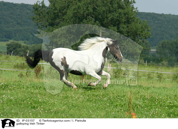 galloping Irish Tinker / IP-03157